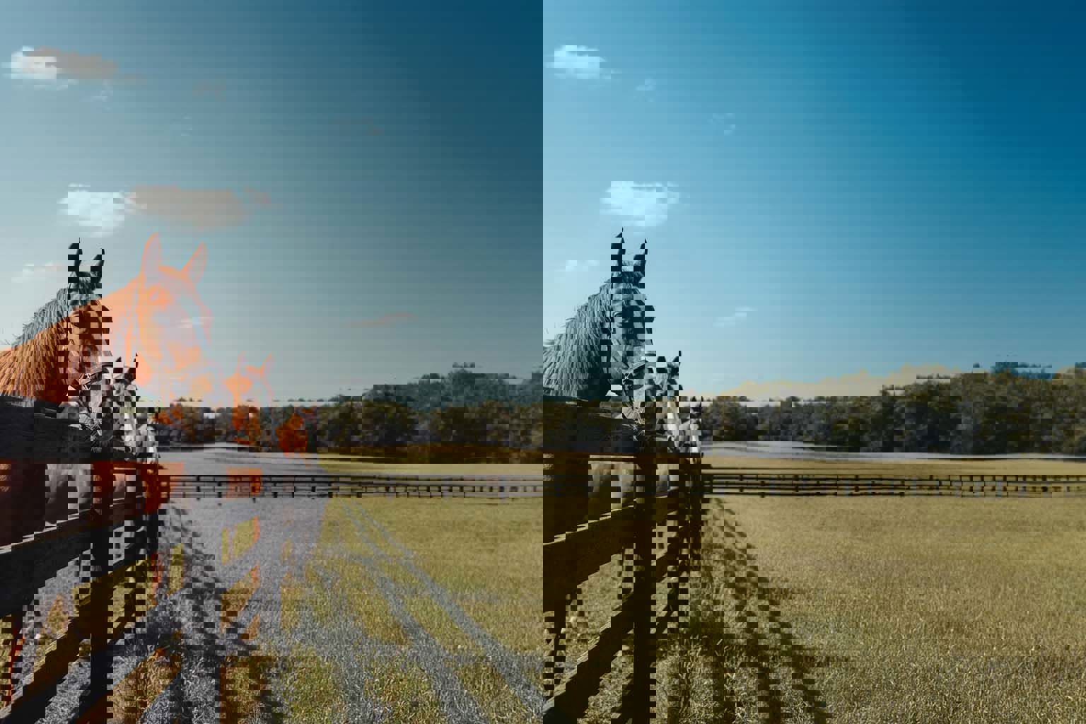 Top Mistakes Irish Horse Owners Make When Buying Equine Insurance