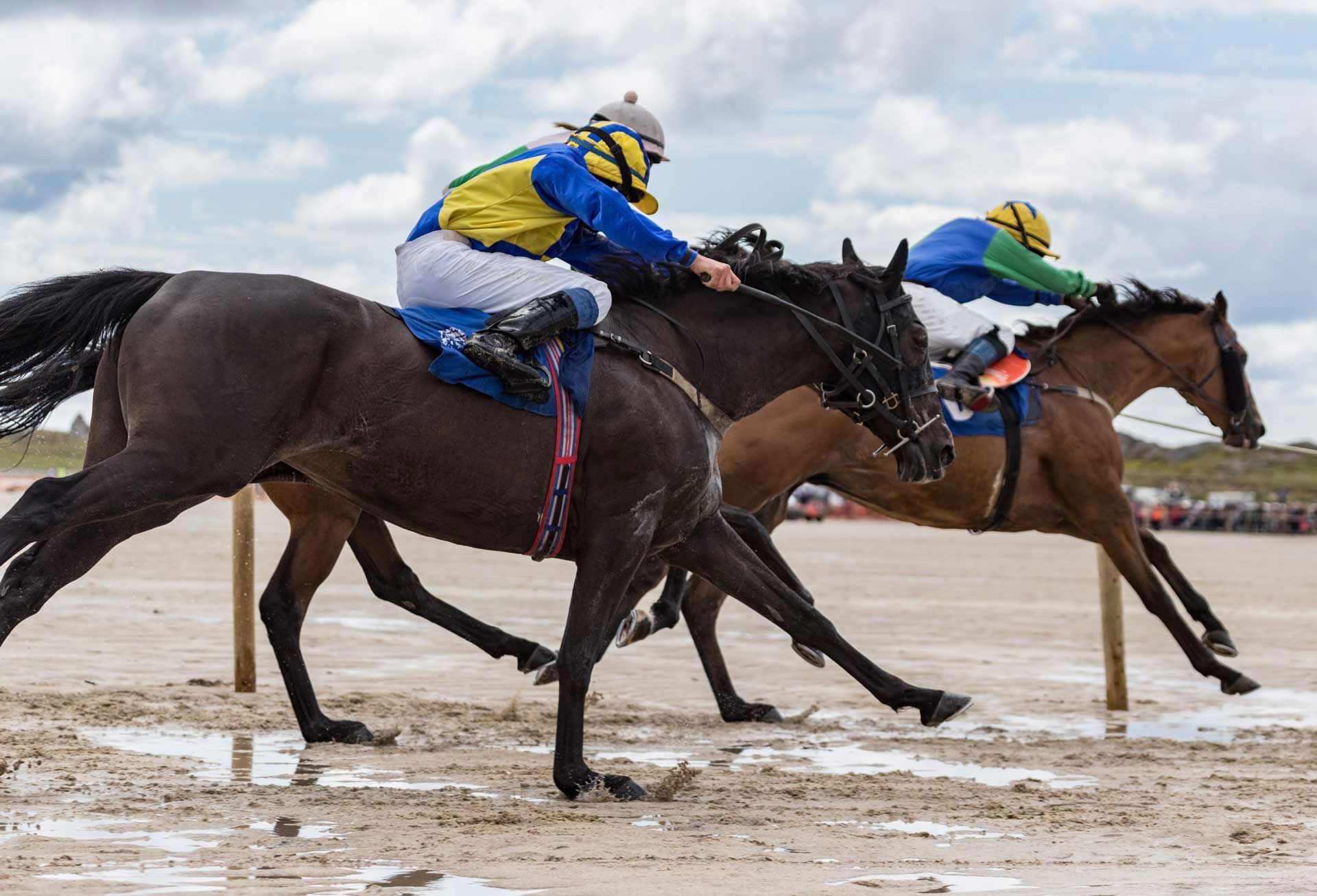 Shutterstock 1210119565 Equine