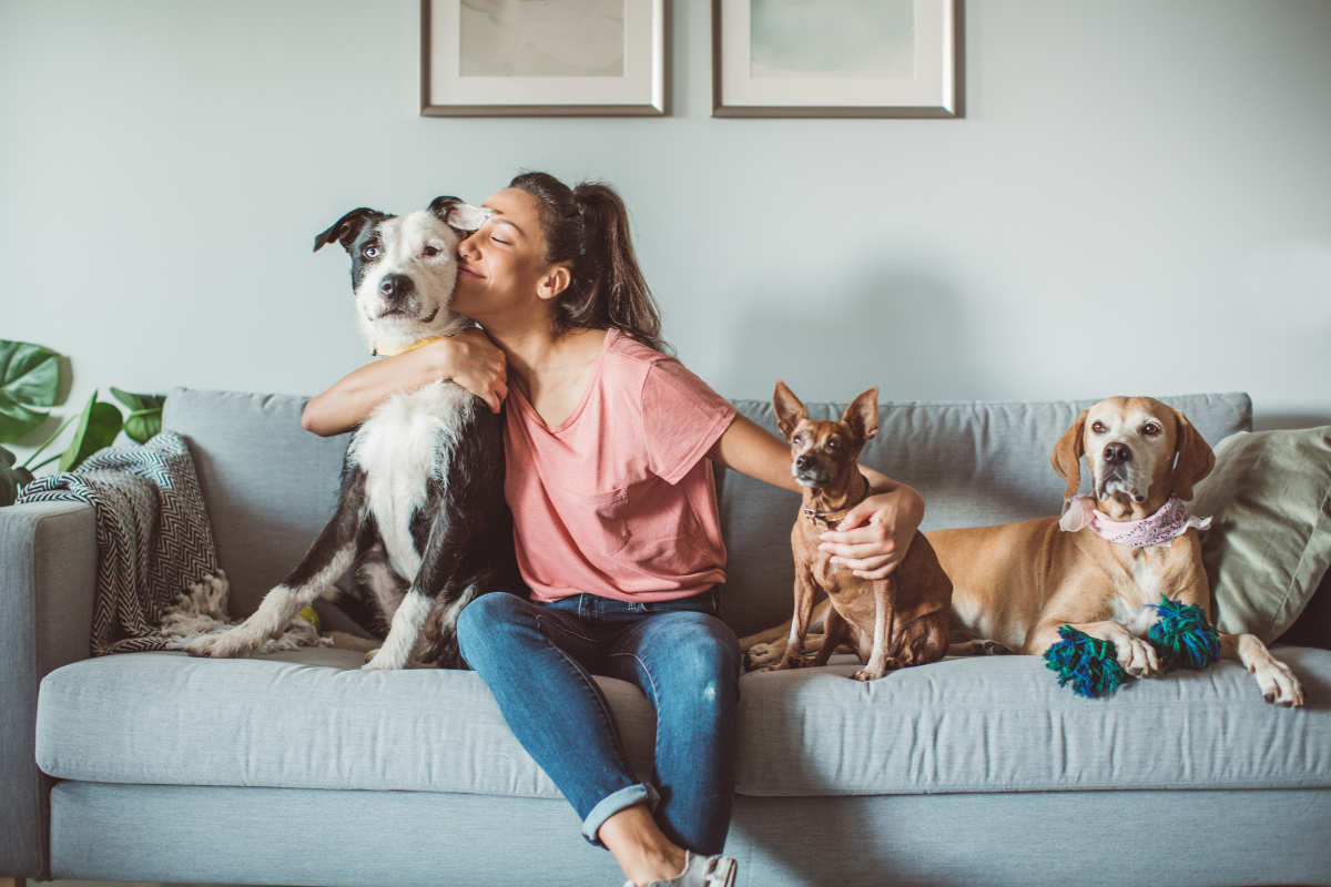 Clear Insurance Ireland Pet Insurance Dogs 6