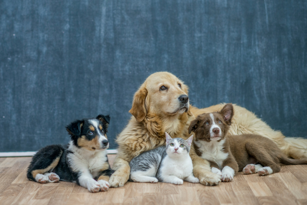 PET INSURANCE