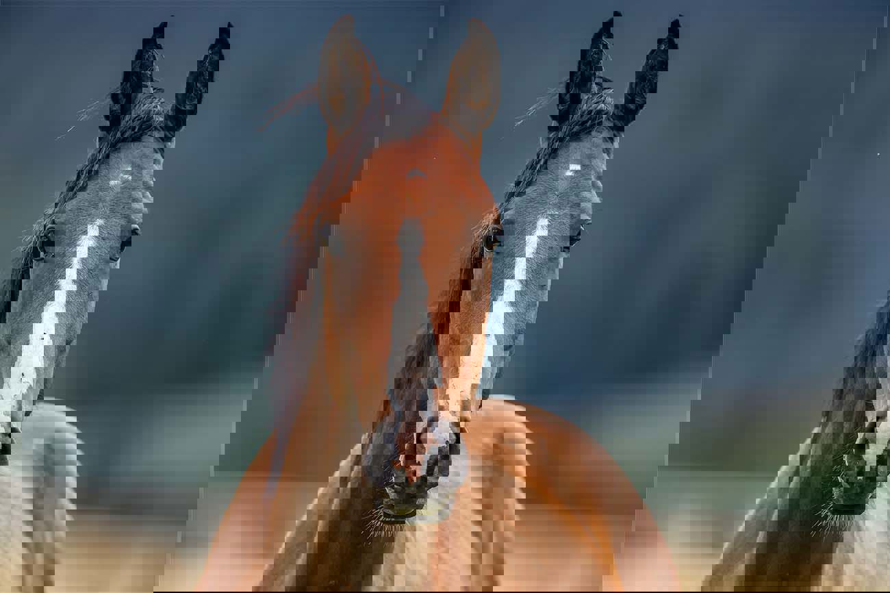 Essential Equine Insurance Policies For Ireland’S Equine Industry In 2025.Png