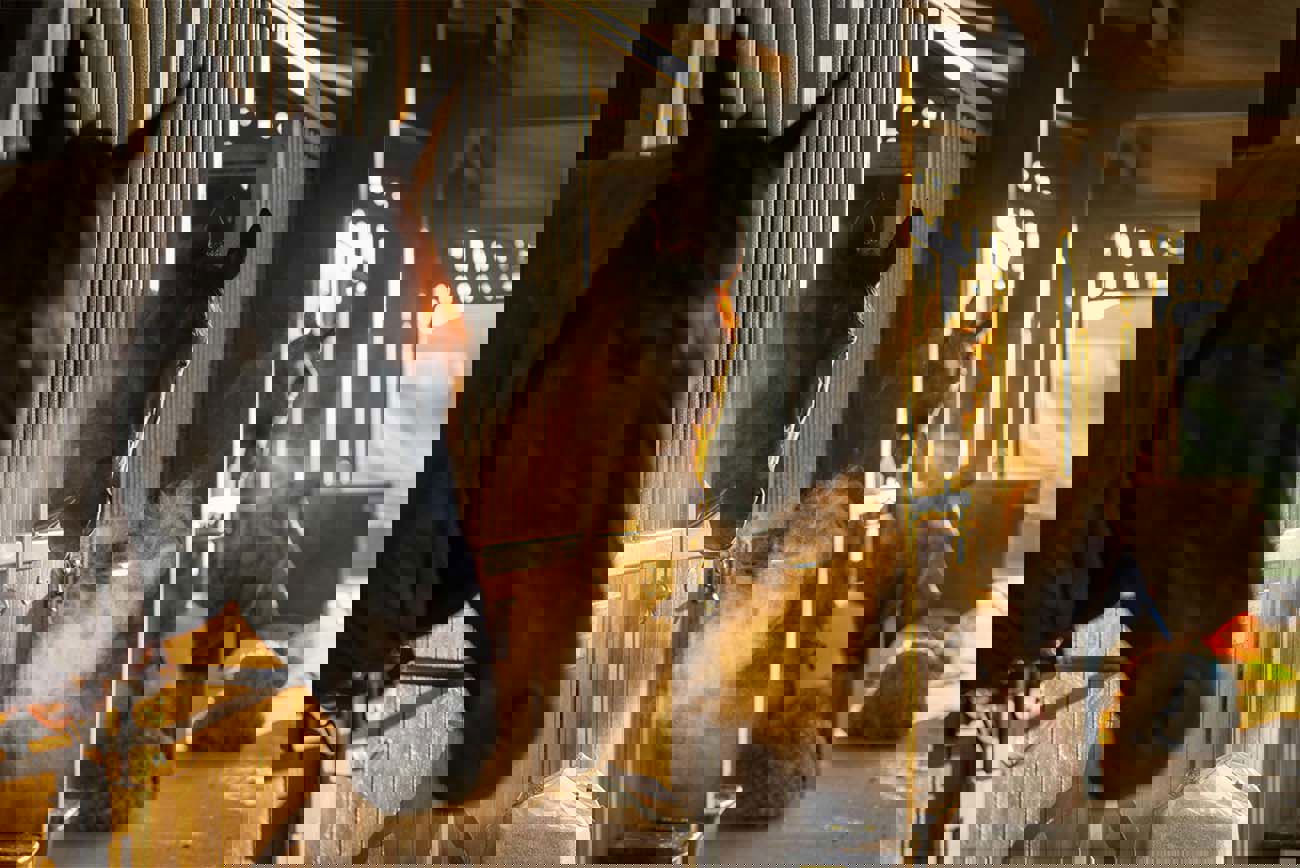 How To Winter Proof Your Stables A Complete Guide For Irish Horse Trainers.Png