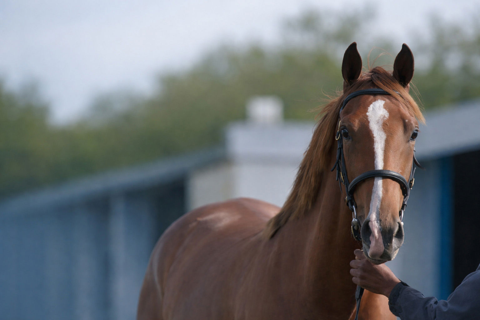 Equine Insurance For Stable Owners In Ireland What You Should Consider.Png